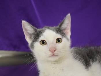 Stem -  Domestic Short Hair Cat for Adoption in Portland, Oregon - Stem | PetCurious