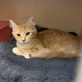 Nala -  Domestic Medium Hair Cat for Adoption in Durango, Colorado - Nala | PetCurious
