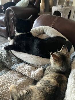 Maple (Courtesy Post) -  Domestic Short Hair Cat for Adoption in San Jose, California - Maple (Courtesy Post) | PetCurious