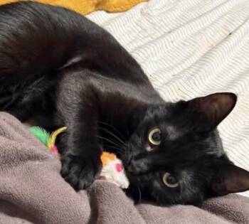Raven -  Domestic Short Hair Cat for Adoption in Woodstock, Ontario - Raven | PetCurious