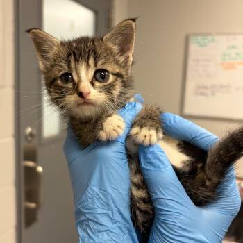 Purrsain Bolt -  Domestic Medium Hair Cat for Adoption in Greenville, South Carolina - Purrsain Bolt | PetCurious