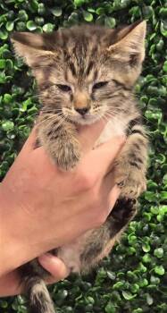 61293289 -  Domestic Short Hair Cat for Adoption in El Paso, Texas - 61293289 | PetCurious