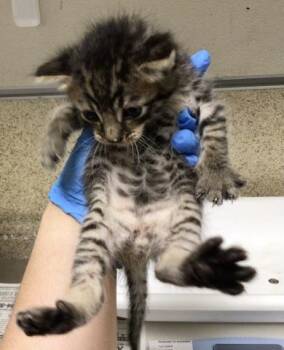 Domestic Short Hair Cats Available for Adoption in Riverside, California - ANDY | PetCurious
