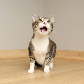 Lia C5238 -  Domestic Short Hair Cat for Adoption in Minnetonka, Minnesota - Lia C5238 | PetCurious