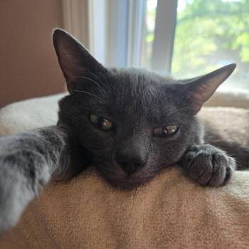 Simon -  Domestic Short Hair Cat for Adoption in Hopkinton, Massachusetts - Simon | PetCurious
