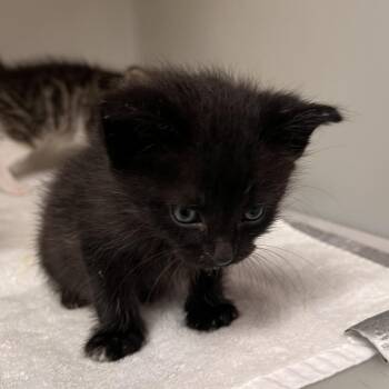 Baltic -  Domestic Short Hair Cat for Adoption in Harrisonburg, Virginia - Baltic | PetCurious