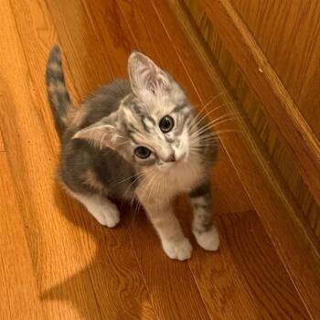 Gnat -  Domestic Short Hair Cat for Adoption in Gibsonia, Pennsylvania - Gnat | PetCurious