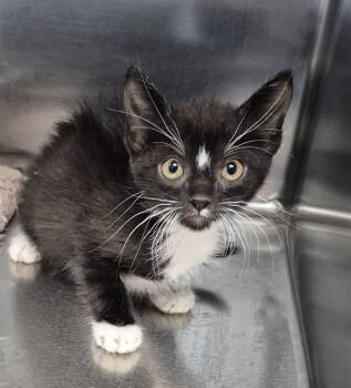 Rescue Domestic Short Hair Cats for Adoption in Decatur, Illinois - HOSTESS | PetCurious