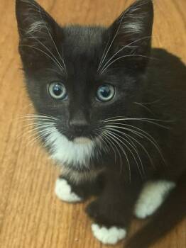Extra Toes Cat Hemingway Polydactyl Cats Available for Adoption in Zephyrhills, Florida - Wyatt | PetCurious