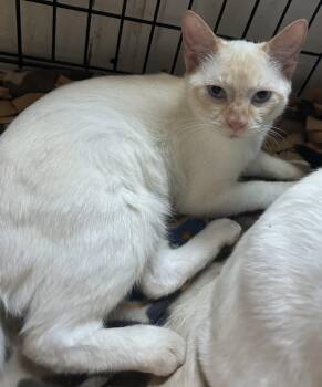 Rescue Siamese Cats for Adoption in Bridgeton, North Carolina - Luca | PetCurious