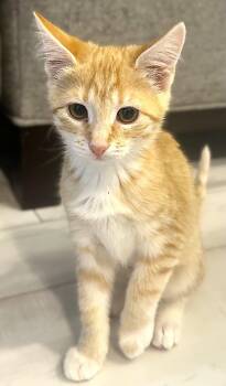 French Fry -  Tabby Cat for Adoption in Fort Myers, Florida - French Fry | PetCurious