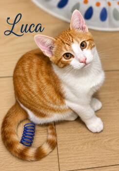 Matteo & Luca: bonded (07/22/26-57,48 Brookhaven) -  Tabby Cat for Adoption in Greenville, Delaware - Matteo & Luca: Bonded (07/22/26-57,48 Brookhaven) | PetCurious