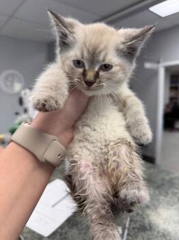 Siamese Cats Available for Adoption in Bryan, Ohio - Miata | PetCurious