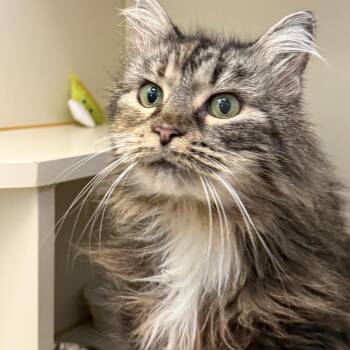 JJ -  Domestic Medium Hair Cat for Adoption in Concord, New Hampshire - JJ | PetCurious