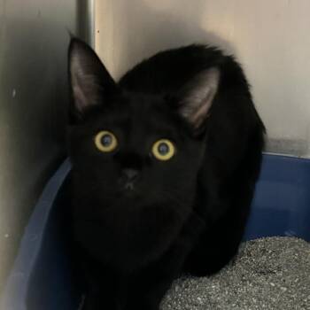 Freya -  Domestic Short Hair Cat for Adoption in Newport, North Carolina - Freya | PetCurious