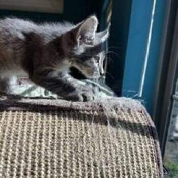 Cottonball -  Domestic Short Hair Cat for Adoption in Brookings, South Dakota - Cottonball | PetCurious