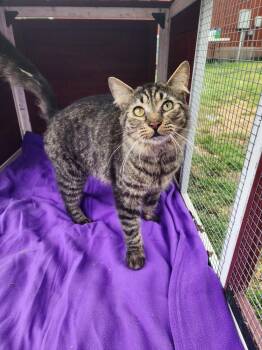 Jasper -  Domestic Long Hair Cat for Adoption in Troy, Alabama - Jasper | PetCurious
