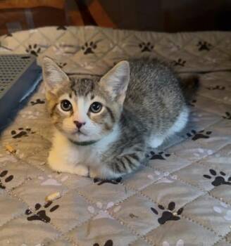Dave -  Domestic Short Hair Cat for Adoption in Bellevue, Washington - Dave | PetCurious