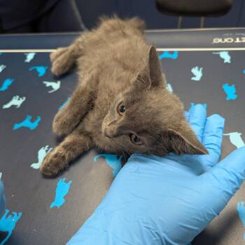 Tomatillo -  Domestic Short Hair Cat for Adoption in Lynchburg, Virginia - Tomatillo | PetCurious