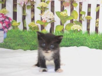 Domestic Short Hair Cats Available for Adoption in Oroville, California - BINX | PetCurious