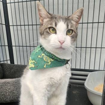 Radish -  Domestic Short Hair Cat for Adoption in Lakewood, Colorado - Radish | PetCurious