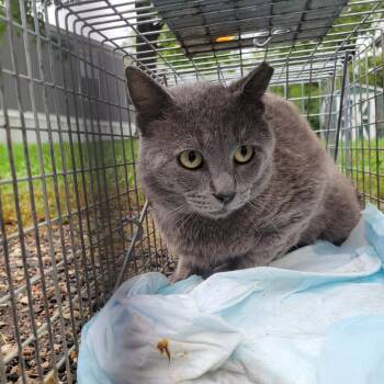 Stoney Creek 941000032678165 -  Domestic Short Hair Cat for Adoption in Rochester, Minnesota - Stoney Creek 941000032678165 | PetCurious