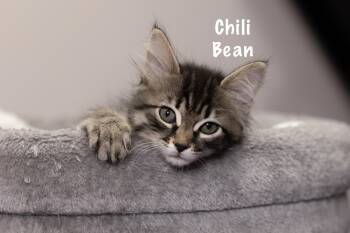 Rescue Domestic Short Hair Cats for Adoption in Sandy Springs, Georgia - Chili Bean (Must Be Adopted With Java Bean) | PetCurious