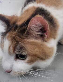 Domestic Medium Hair Cats Available for Adoption in Dallas, Texas - PICKLE | PetCurious