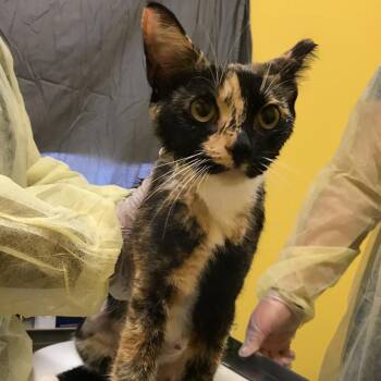 Callie -  Domestic Short Hair Cat for Adoption in Newark, New Jersey - Callie | PetCurious