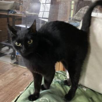Vinho Verde -  Domestic Short Hair Cat for Adoption in Marshall, North Carolina - Vinho Verde | PetCurious