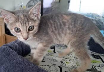ROSEBUD -  Domestic Short Hair Cat for Adoption in Pueblo, Colorado - ROSEBUD | PetCurious