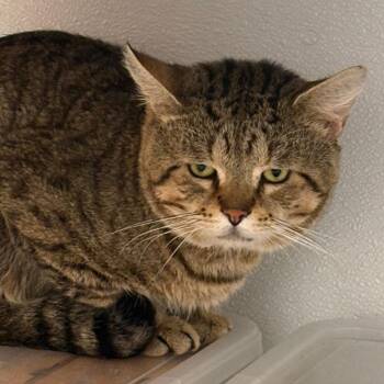 Mashed Potato -  Domestic Medium Hair Cat for Adoption in Philadelphia, Pennsylvania - Mashed Potato | PetCurious