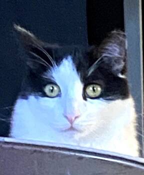 Lynyrd Skynyrd, a Sweet Young Playful Tux Cat Needs New Home -  Tuxedo Cat for Adoption in Metairie, Louisiana - Lynyrd Skynyrd, A Sweet Young Playful Tux Cat Needs New Home | PetCurious