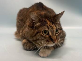 Aurora -  Domestic Short Hair Cat for Adoption in Golden Valley, Minnesota - Aurora | PetCurious