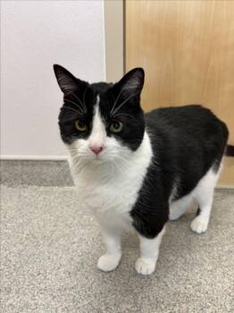 Domestic Short Hair Cats Available for Adoption in Loveland, Colorado - LUCILLE | PetCurious