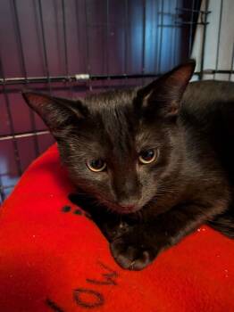 Toto -  Domestic Short Hair Cat for Adoption in Duxbury, Massachusetts - Toto | PetCurious