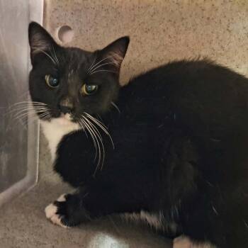 Nobra -  Domestic Short Hair Cat for Adoption in Columbiana, Alabama - Nobra | PetCurious