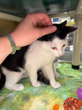 Broski -  Domestic Short Hair Cat for Adoption in Fort Collins, Colorado - Broski | PetCurious