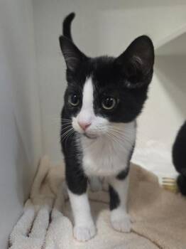 Raven -  Domestic Short Hair Cat for Adoption in Savannah, Georgia - Raven | PetCurious