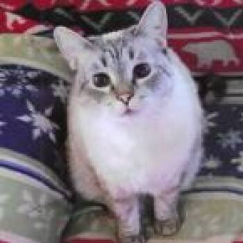 Domestic Short Hair and Siamese Cats Available for Adoption in Richmond, California - MINNIE | PetCurious