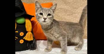 Angelfish -  Domestic Short Hair Cat for Adoption in Groveland, Massachusetts - Angelfish | PetCurious