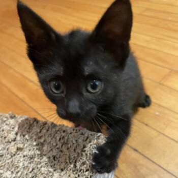Gertie -  Domestic Short Hair Cat for Adoption in Spokane, Washington - Gertie | PetCurious