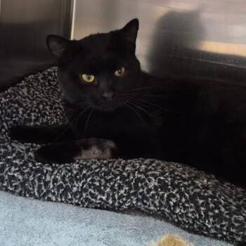 Ryder -  Domestic Short Hair Cat for Adoption in Tomah, Wisconsin - Ryder | PetCurious
