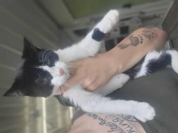 Rescue Domestic Short Hair Cats for Adoption in Fertile, Minnesota - Blair Witch | PetCurious