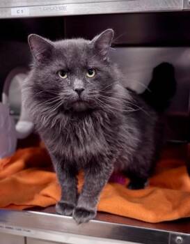 Domestic Long Hair Cats Available for Adoption - Thunder | PetCurious