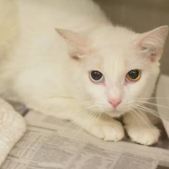 Pirate -  Domestic Short Hair Cat for Adoption in Belleville, Illinois - Pirate | PetCurious