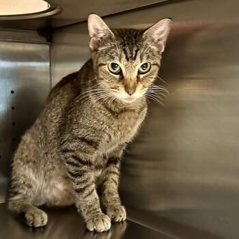 Domestic Short Hair Cats Available for Adoption in Austin, Texas - Rylie | PetCurious