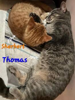 Sherbert -  Domestic Short Hair Cat for Adoption in Lorain, Ohio - Sherbert | PetCurious