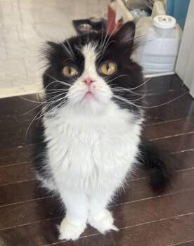 Panda -  British Longhair Cat for Adoption in Brampton, Ontario - Panda | PetCurious