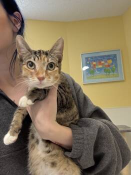 Rescue Domestic Short Hair Cats for Adoption in Fort Walton Beach, Florida - Luna Rose | PetCurious